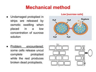 Mechanical method
● Undamaged protoplast in
strips are released by
osmotic swelling when
placed in a low
concentration of sucrose
solution
● Problem encountered:
some cells release uncut
complete protoplast
while the rest produces
broken dead protoplasts.
Low [sucrose soln]
 