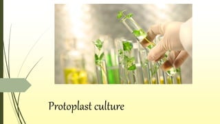 Protoplast culture
 