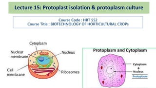 Lecture 15: Protoplast isolation & protoplasm culture
Course Code : HRT 552
Course Title : BIOTECHNOLOGY OF HORTICULTURAL CROPs
 