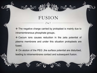 FUSION
 The negative charge carried by protoplast is mainly due to
intramembranous phosphate groups.
 Cacium ions causes reduction in the zeta potential of

plasma membrane and under this situation protoplasts are
fused.
 On elution of the PEG ,the surface potential are disturbed,
leading to intramembrane contact and subsequent fusion.

 