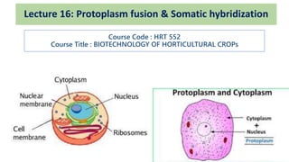 Lecture 16: Protoplasm fusion & Somatic hybridization
Course Code : HRT 552
Course Title : BIOTECHNOLOGY OF HORTICULTURAL CROPs
 