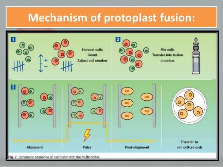 Protoplast fusion technology