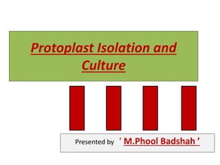 Protoplast Isolation and
Culture
Presented by ‘ M.Phool Badshah ’
 