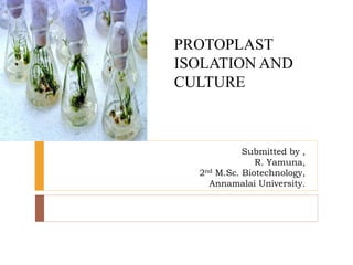 Submitted by ,
R. Yamuna,
2nd M.Sc. Biotechnology,
Annamalai University.
PROTOPLAST
ISOLATION AND
CULTURE
 