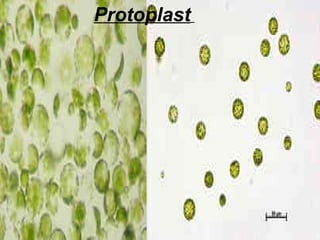 Protoplast
 