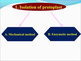 1. Isolation of protoplast
A. Mechanical method B. Enzymatic method
 