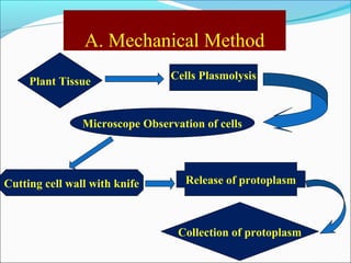 A. Mechanical Method
Plant Tissue
Collection of protoplasm
Cells Plasmolysis
Microscope Observation of cells
Cutting cell wall with knife Release of protoplasm
 