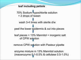 leaf including petiole
70% Sodium hypochlorite solution
+ 2 drops of tween
wash 3-4 times with sterile d/w
peel the lower epidermis & cut into pieces
leaf pieces + 13% Mannitol + inorganic salt
of CPW solution
remove CPW solution with Pasteur pipette
enzyme mixture in 13% Mannitol solution
(macerozyme 0.1-0.5% & cellulase 0.5-1.0%)
 
