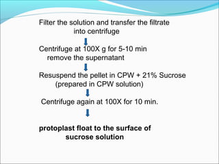 Filter the solution and transfer the filtrate
into centrifuge
Centrifuge at 100X g for 5-10 min
remove the supernatant
Resuspend the pellet in CPW + 21% Sucrose
(prepared in CPW solution)
Centrifuge again at 100X for 10 min.
protoplast float to the surface of
sucrose solution
 