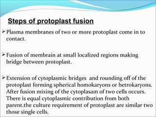 Steps of protoplast fusion
Plasma membranes of two or more protoplast come in to
contact.
Fusion of membrain at small localized regions making
bridge between protoplast.
Extension of cytoplasmic bridges and rounding off of the
protoplast forming spherical homokaryons or hetrokaryons.
After fusion mixing of the cytoplasam of two cells occurs.
There is equal cytoplasmic contribution from both
parent.the culture requirement of protoplast are similar two
those single cells.
 