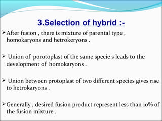 3.Selection of hybrid :-
After fusion , there is mixture of parental type ,
homokaryons and hetrokeryons .
 Union of porotoplast of the same specie s leads to the
development of homokaryons .
 Union between protoplast of two different species gives rise
to hetrokaryons .
Generally , desired fusion product represent less than 10% of
the fusion mixture .
 