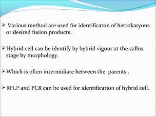  Various method are used for identificaton of hetrokaryons
or desired fusion products.
Hybrid cell can be identify by hybrid vigour at the callus
stage by morphology.
Which is often intermidiate between the parents .
RFLP and PCR can be used for identification of hybrid cell.
 