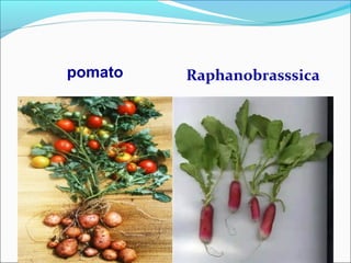 pomato Raphanobrasssica
 