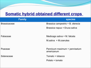 Somatic hybrid obtained different crops
Family species
Brassicaceae Brassica campestris + B. olerecia
Brassica napus + Eruca sativa
Fabaceae Medicago sativa + M. falcata
M.sativa + M.coerulea
Poaceae Pannicum maximum + pennisetum
americanum
Solanaceae Tomato + tobacco
Potato + tomato
 
