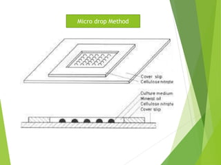 Protoplast Isolation And Fusion for crop improvement | PPT