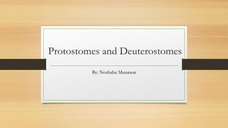 Protostomes and Deuterostomes
By: Noshaba Munawar
 