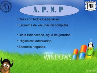 - A. P. N. P Casa con todos los servicios. Esquema de vacunación completa  Dieta Balanceada, agua de garrafón. Higiénicos adecuados. Zoonosis negados. 