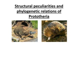 Structural peculiarities and
phylogenetic relations of
Prototheria
 