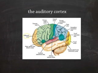 the auditory cortex