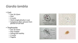 Giardia lamblia
• Cyst:
• Size 10-12ϻm
• Oval
• 4 nuclei
• Fibrils longitudinally in cyst
• Cytoplasm often retracts from
portion of cell wall
• Trophozoite
• Size 10-15ϻm
• Pear shaped
• Falling leaf motility
• 2 nuclei
• Flagella
 