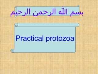 بسم الله الرحمن الرحيم Practical protozoa 