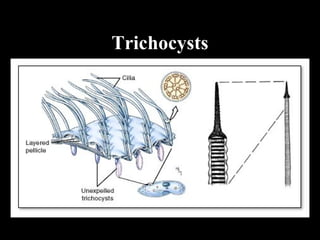Protozoa PPT