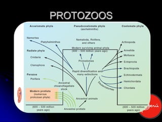 PROTOZOOS
 
