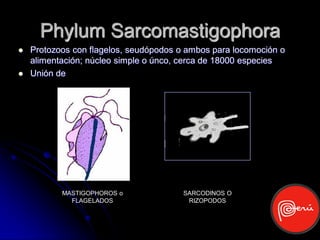 Phylum Sarcomastigophora
   Protozoos con flagelos, seudópodos o ambos para locomoción o
    alimentación; núcleo simple o únco, cerca de 18000 especies
   Unión de




           MASTIGOPHOROS o              SARCODINOS O
             FLAGELADOS                  RIZOPODOS
 
