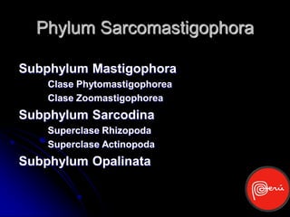 Phylum Sarcomastigophora

Subphylum Mastigophora
    Clase Phytomastigophorea
    Clase Zoomastigophorea
Subphylum Sarcodina
    Superclase Rhizopoda
    Superclase Actinopoda
Subphylum Opalinata
 