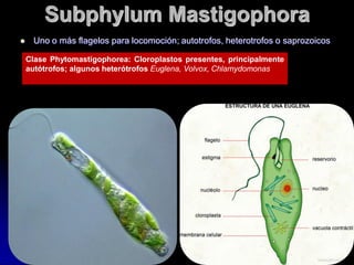 Subphylum Mastigophora
    Uno o más flagelos para locomoción; autotrofos, heterotrofos o saprozoicos

    Clase Phytomastigophorea: Cloroplastos presentes, principalmente
    autótrofos; algunos heterótrofos Euglena, Volvox, Chlamydomonas
 