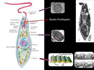 Bastón Paraflagelar
 