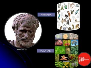 ANIMALIA




ARISTÓTELES
              PLANTAE
 