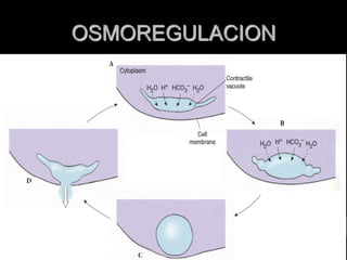 OSMOREGULACION
 