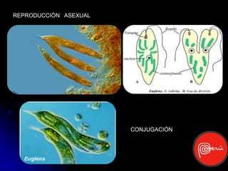 REPRODUCCIÓN ASEXUAL




                       CONJUGACIÓN
 