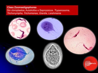 Class Zoomastigophorea
Sin cloroplastos; Autotrofos o Saprozoicos. Trypanosoma,
Trichonympha, Trichomonas, Giardia, Leishmania
 
