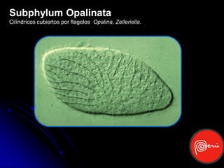 Subphylum Opalinata
Cilíndricos cubiertos por flagelos Opalina, Zelleriella.
 