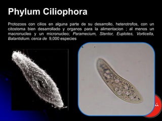 Phylum Ciliophora
Protozoos con cilios en alguna parte de su desarrollo, heterotrofos, con un
citostoma bien desarrollado y organos para la alimentacion ; al menos un
macronucleo y un micronucleo; Paramecium, Stentor, Euplotes, Vorticella,
Balantidium. cerca de 9,000 especies
 