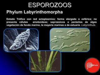 ESPOROZOOS
Phylum Labyrinthomorpha
Estado Trófico con red ectoplasmica; forma alargada o esférica; no
presenta células     ameboideas; saprozoicos o parásitos de algas
vegetación de fondo marino, la mayoría marinas o de estuario Labyrinthula.
 