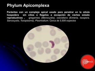 Phylum Apicomplexa
Parásitos con un complejo apical usado para penetrar en la célula
hospedera      sin cilios o flagelos a excepción de ciertos estado
reproductivos ,     gregarines (Monocystis), coccidians (Eimeria, Isospora,
Sarcocystis, Toxoplasma), Plasmodium. Cerca de 5,500 especies
 