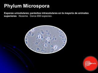 Phylum Microspora
Esporas unicelulares; parásitos intracelulares en la mayoría de animales
superiores Nosema. Cerca 850 especies.
 