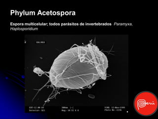 Phylum Acetospora
Espora multicelular; todos parásitos de invertebrados Paramyxa,
Haplosporidium
 