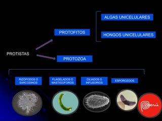 ALGAS UNICELULARES


                      PROTOFITOS
                                                 HONGOS UNICELULARES



PROTISTAS
                        PROTOZOA



    RIZÓPODOS O   FLAGELADOS O      CILIADOS O       ESPOROZOOS
    SARCODINOS    MASTIGOFOROS     INFUSORIOS
 