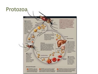 Protozoa
 