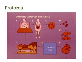 Protozoa




           Cistos nas
              fezes
 