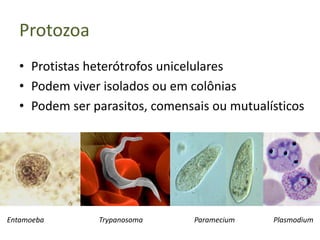 Protozoa
  • Protistas heterótrofos unicelulares
  • Podem viver isolados ou em colônias
  • Podem ser parasitos, comensais ou mutualísticos




Entamoeba      Trypanosoma      Paramecium   Plasmodium
 