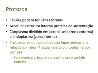 Protozoa
• Células podem ter várias formas
• Axóstilo: estrutura interna protéica de sustentação
• Citoplasma dividido em ectoplasma (zona externa)
  e endoplasma (zona interna)
• Protozoários de água doce são hipertônicos em
  relação ao meio  água invade o citoplasma por
  osmose
  – Para expulsar a água, o protozoário usa o vacúolo
    contrátil
 