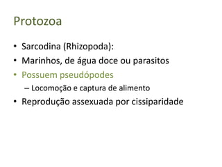 Protozoa
• Sarcodina (Rhizopoda):
• Marinhos, de água doce ou parasitos
• Possuem pseudópodes
  – Locomoção e captura de alimento
• Reprodução assexuada por cissiparidade
 