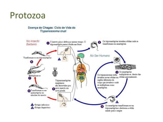 Protozoa
 