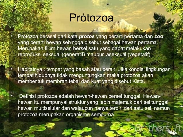 Protozoa Protozoa