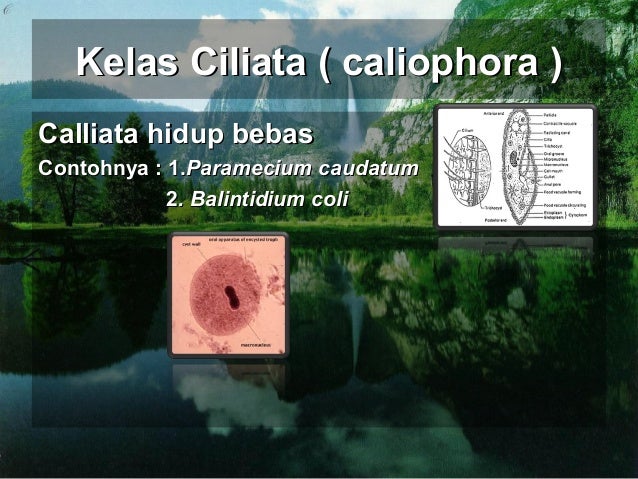 Protozoa 16505673